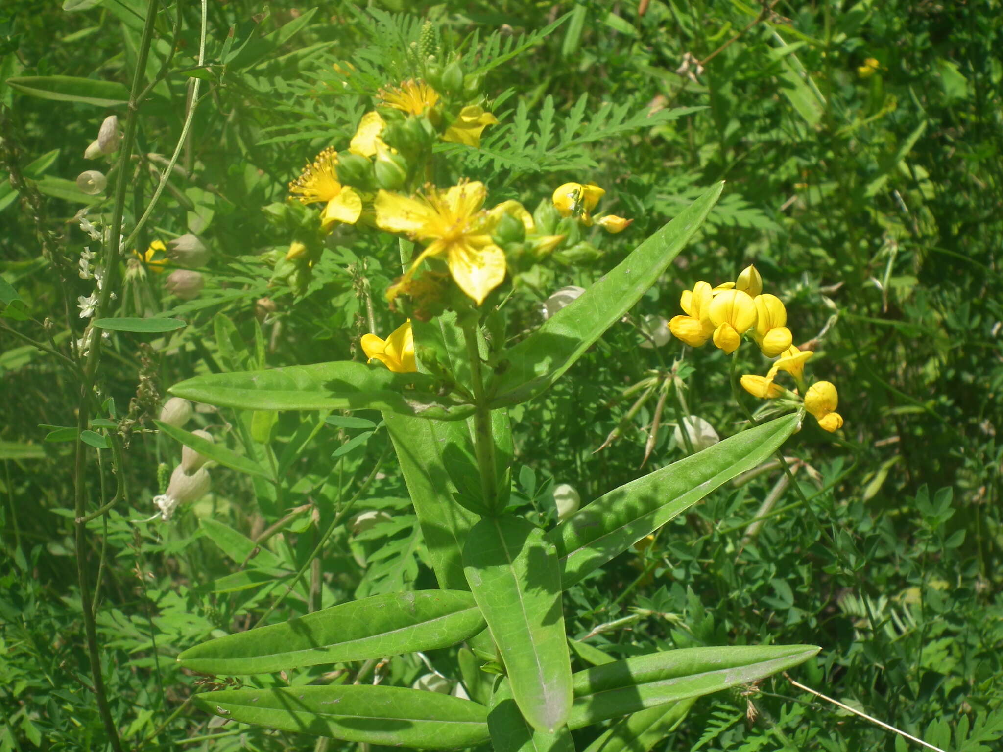 Image of Round-Seed St. John's-Wort