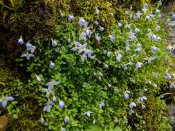 Image of thymeleaf bluet