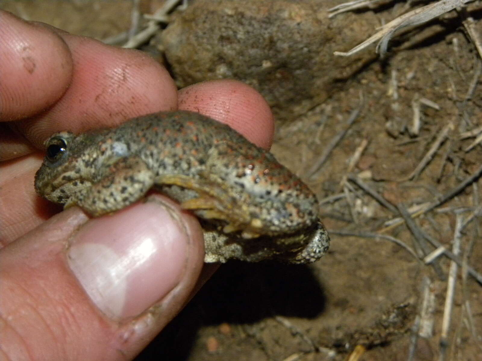 Plancia ëd Anaxyrus punctatus (Baird & Girard 1852)