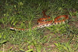 Image of Rainbow Boa