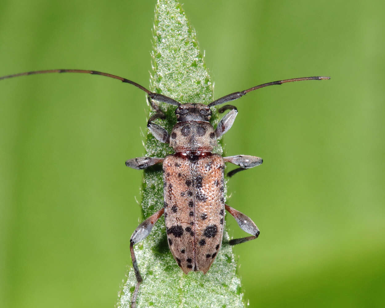 Image of Hyperplatys maculata Haldeman 1847