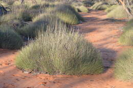 Plancia ëd Triodia scariosa N. T. Burb.