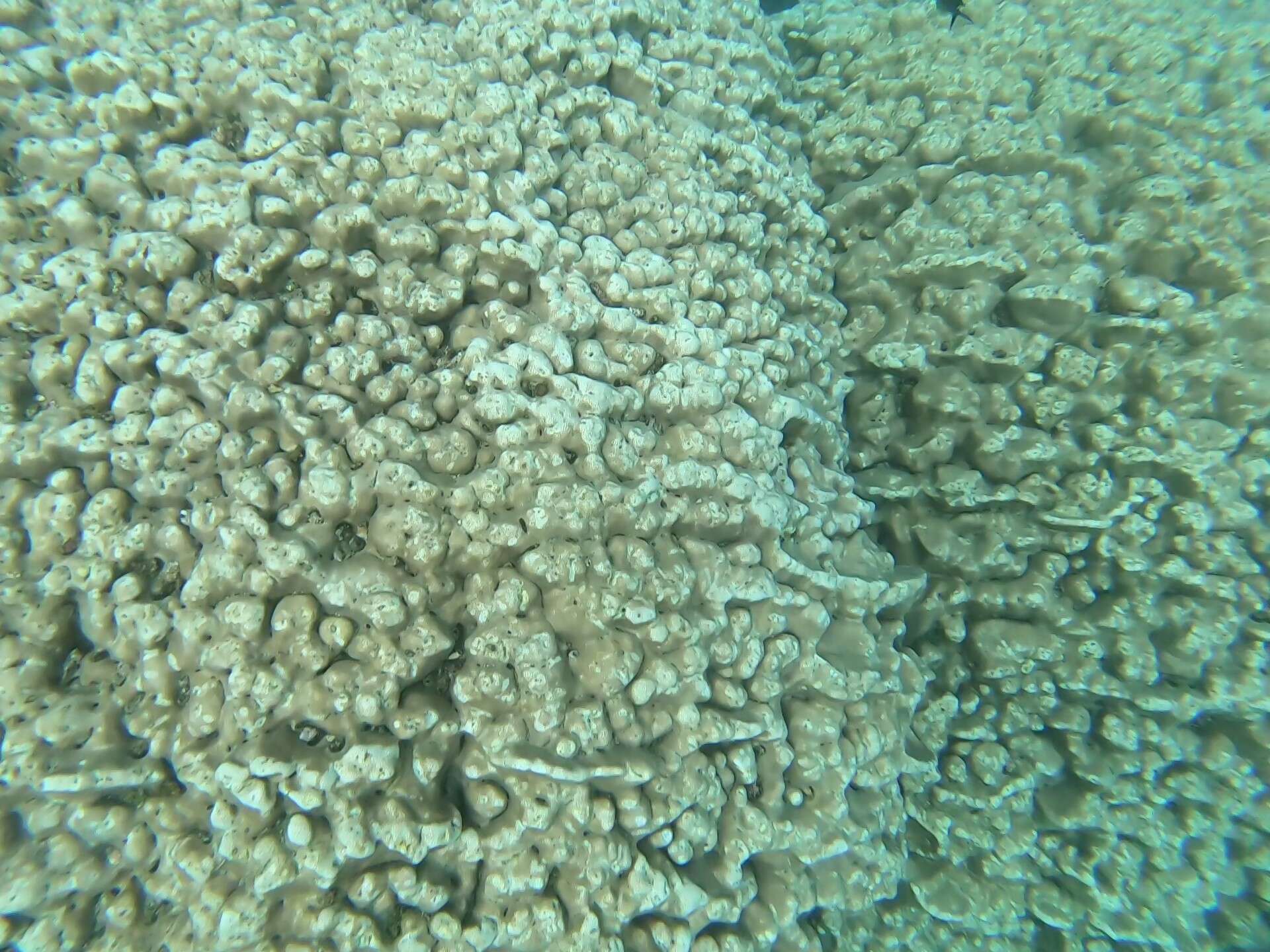 Image of Pavona coral