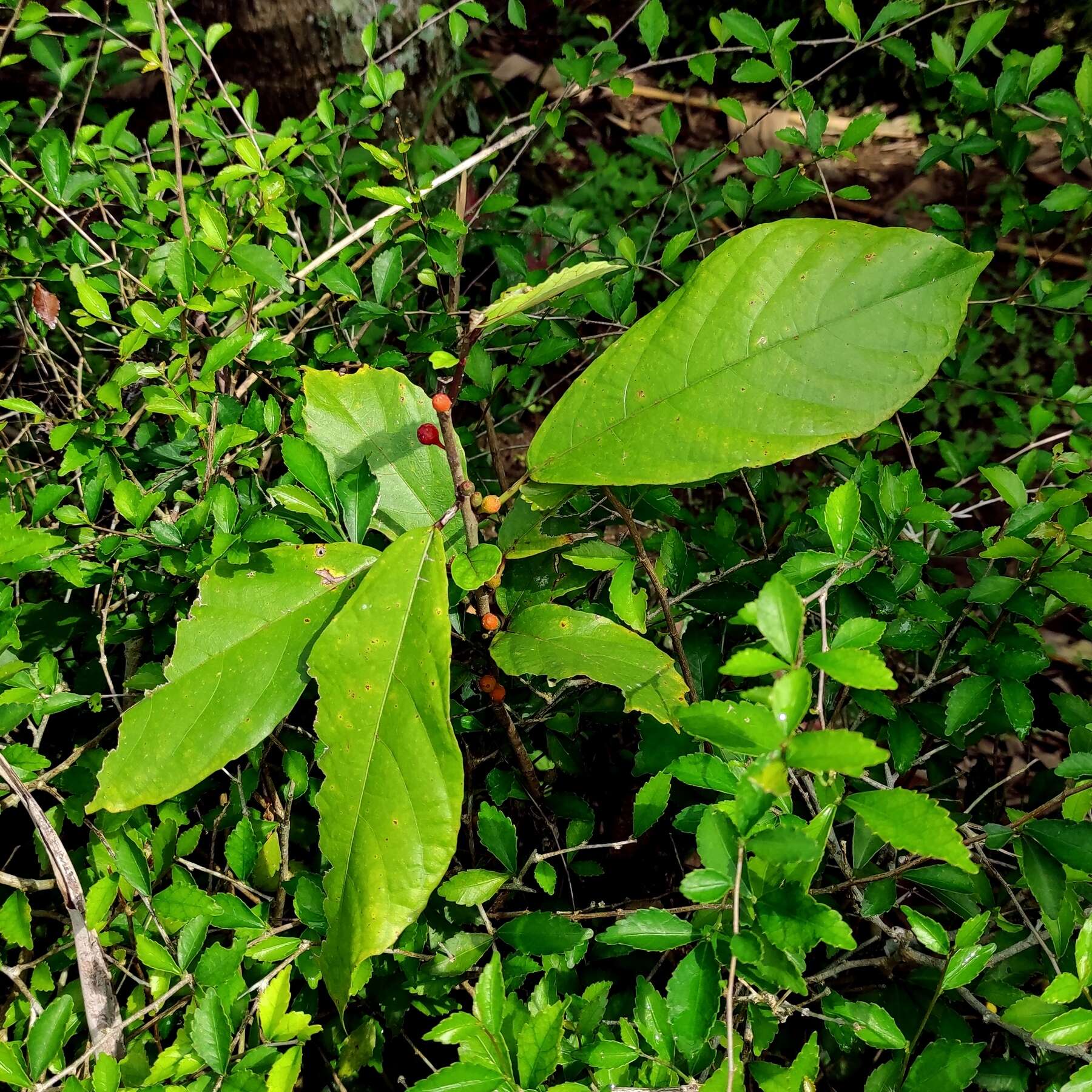 Image of oakleaf fig