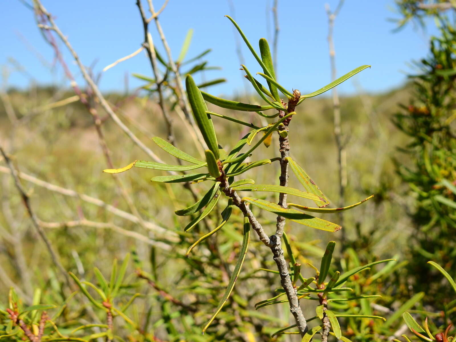 Image of Colliguaja integerrima Gillies & Hook.