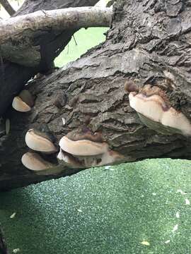 Imagem de Phellinus pomaceoides L. W. Zhou & Y. C. Dai 2016