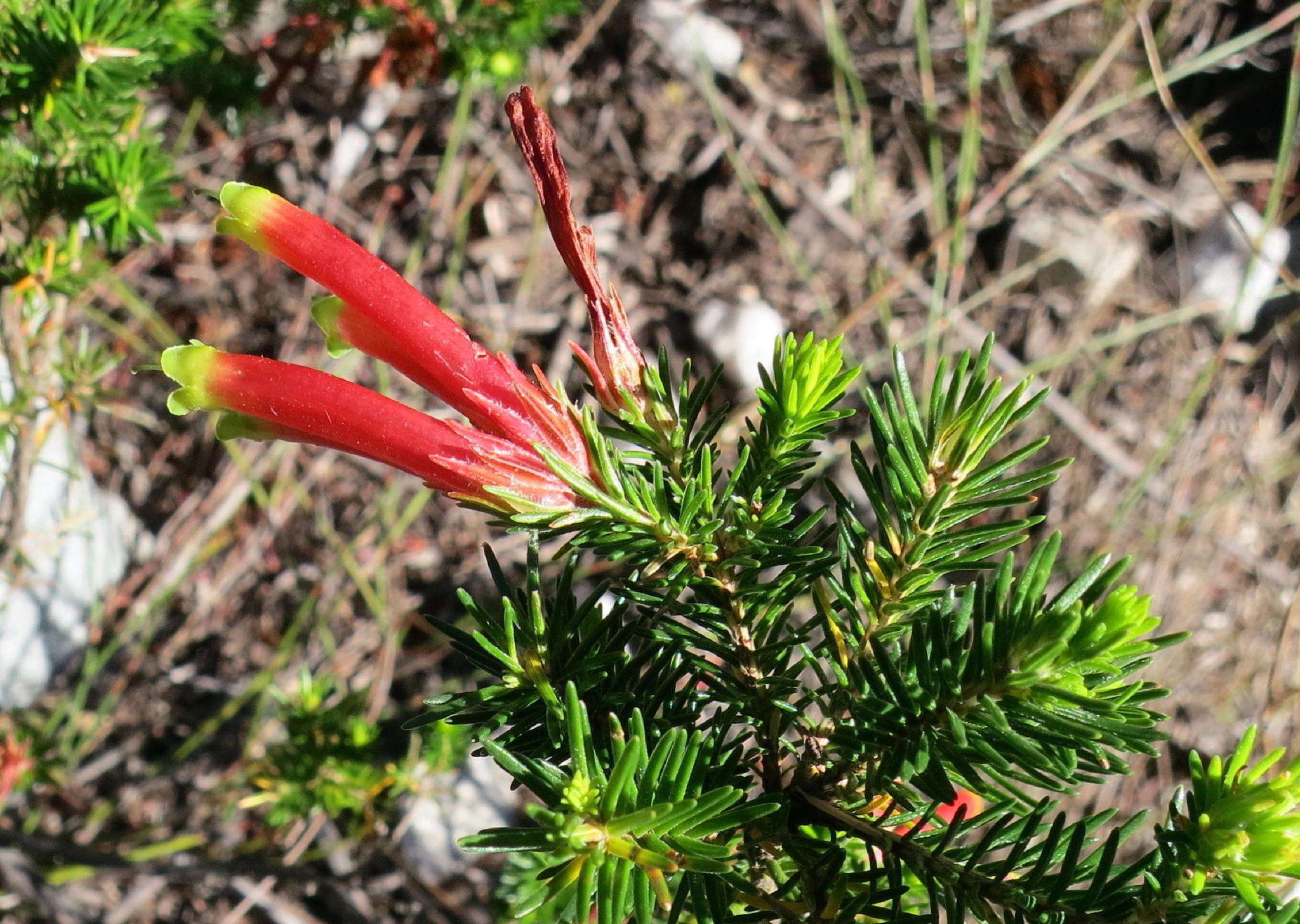 Image of Erica unicolor subsp. georgensis E. G. H. Oliv. & I. M. Oliv.