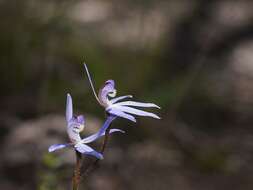 Image of Eastern tiny blue china orchid