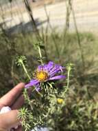 Image of largeflower aster