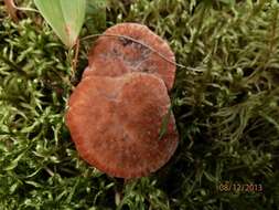 Image of Hydnellum peckii Banker 1912