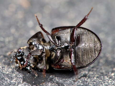 Слика од Coelostoma (Coelostoma) orbiculare (Fabricius 1775)