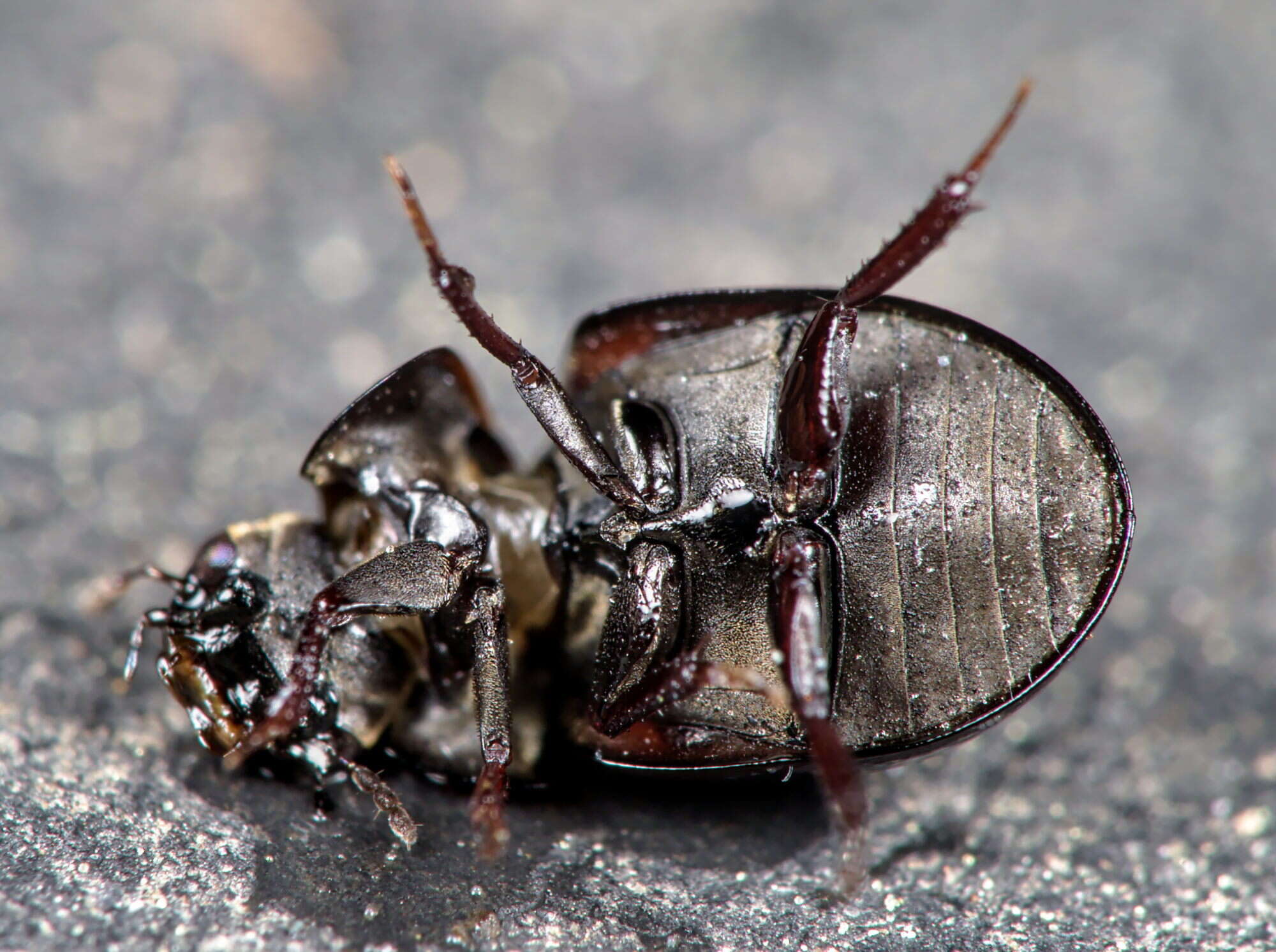 Image of Coelostoma (Coelostoma) orbiculare (Fabricius 1775)