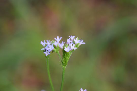 Image of <i>Verbena incompta</i> P. W. Michael