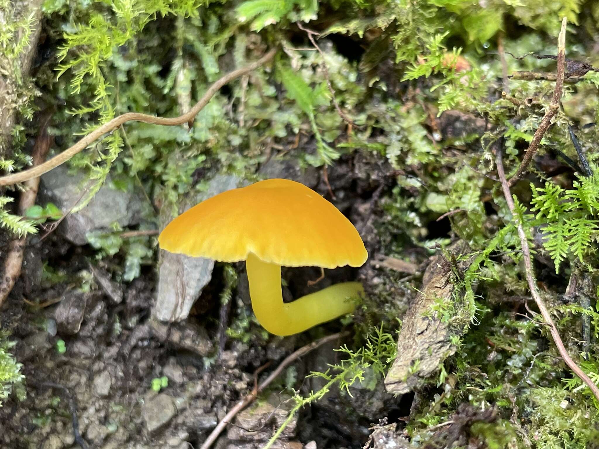 Image of Hygrocybe ceracea (Sowerby) P. Kumm. 1871