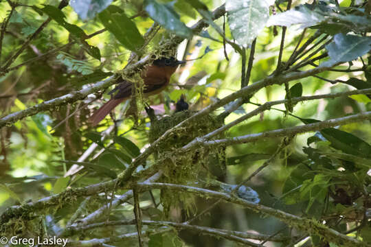 Image de Gobemouche paradis malgache