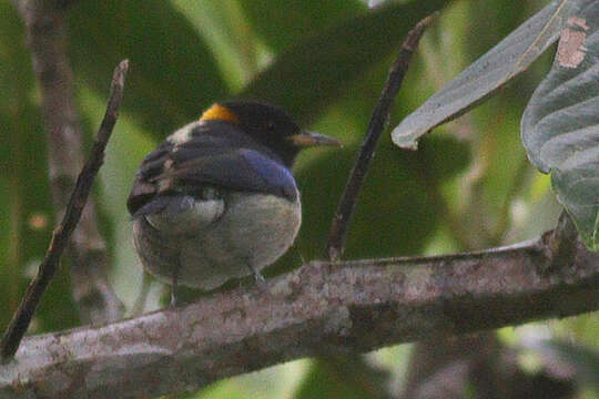 صورة Iridophanes Ridgway 1901