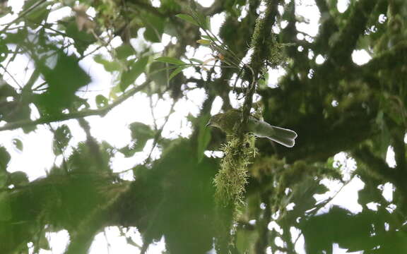 Image of Gray-tailed Piha