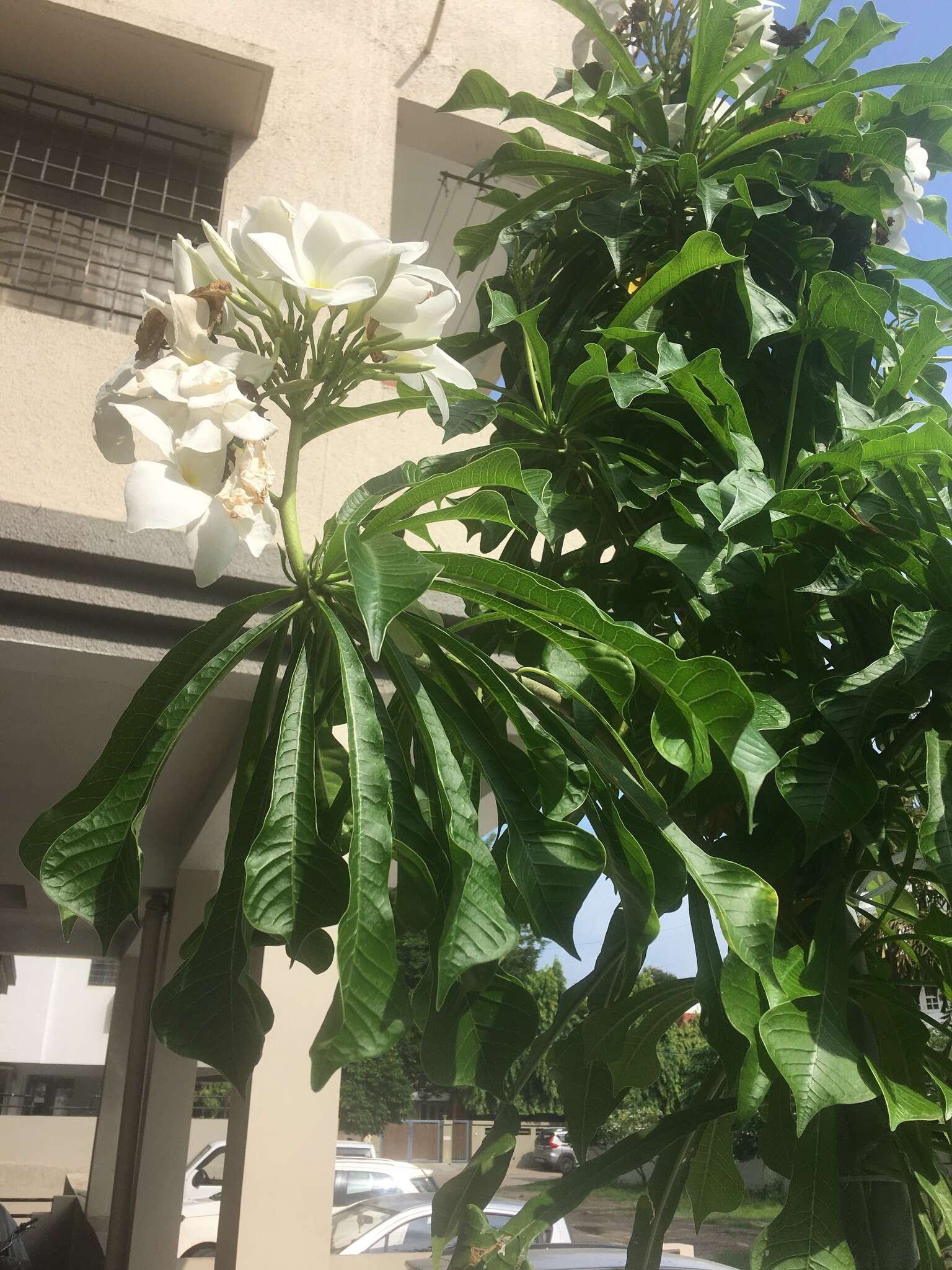 Image of bridal boquet