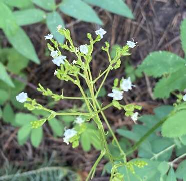 Image of western valerian