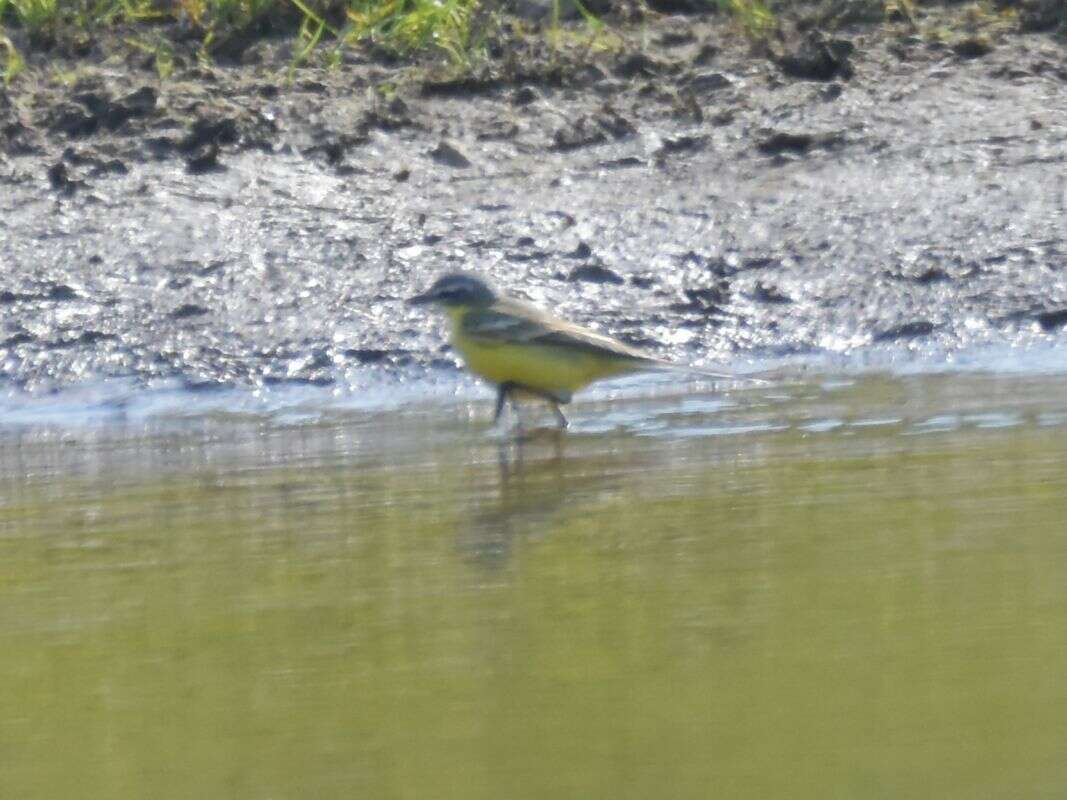 Motacilla flava flava Linnaeus 1758 resmi