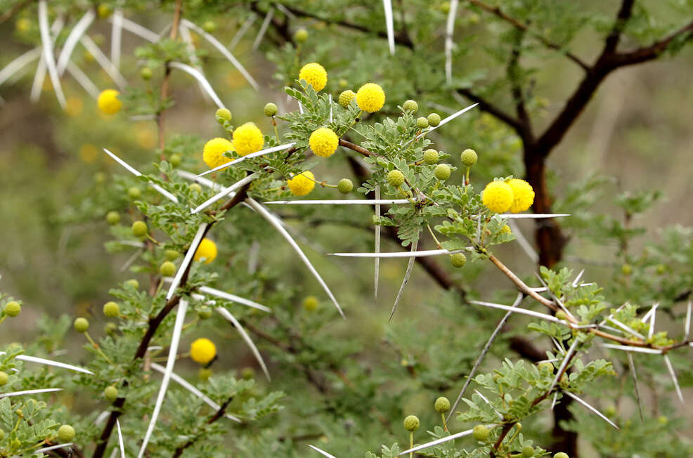 Imagem de Vachellia exuvialis (Verd.) Kyal. & Boatwr.