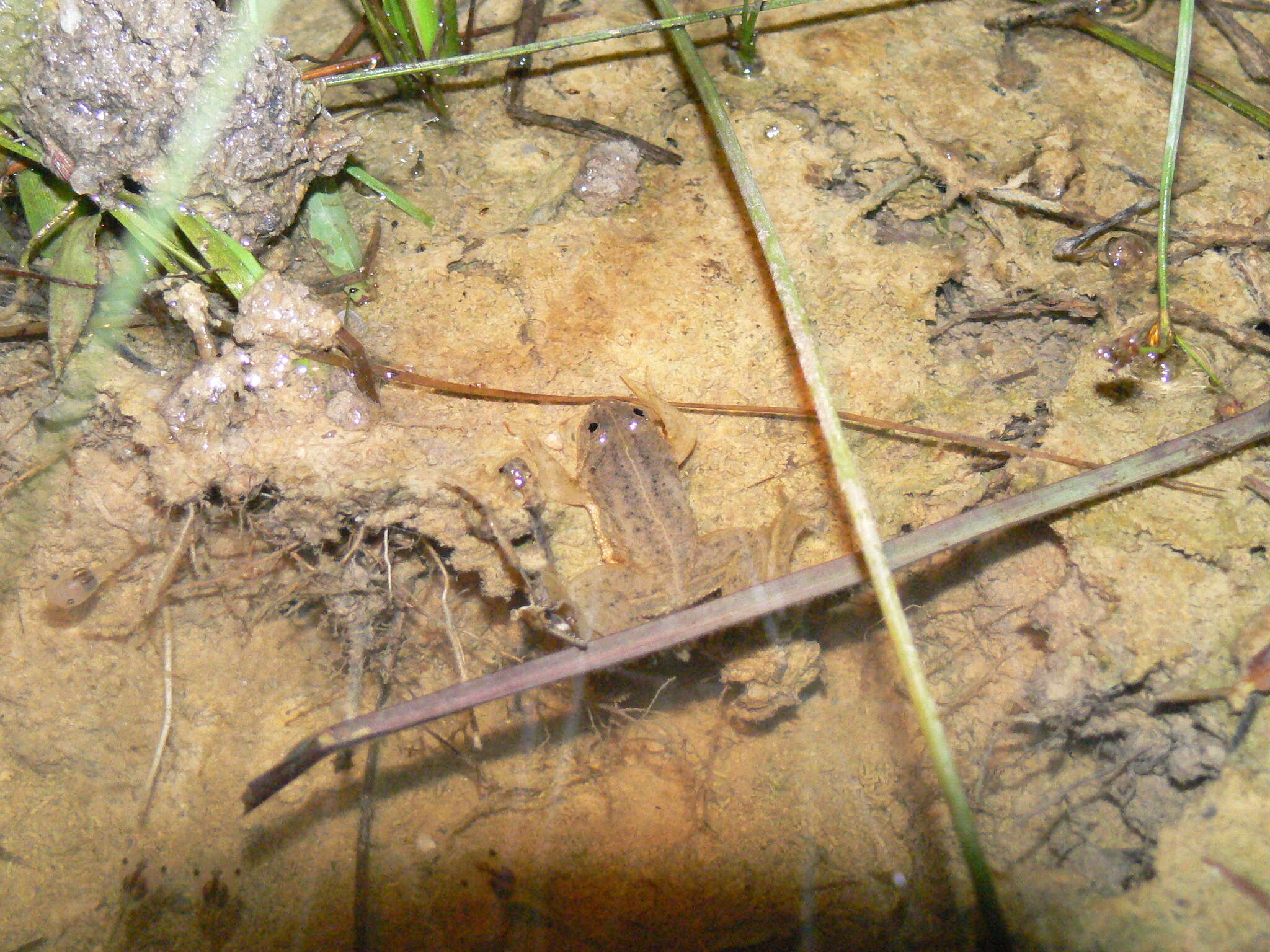 Image of Green Puddle Frog