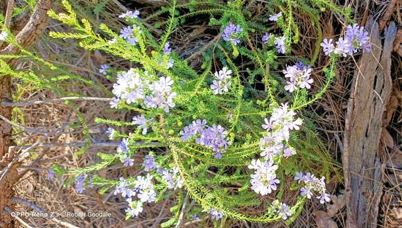 Image of Free-flowering Leschenaultia