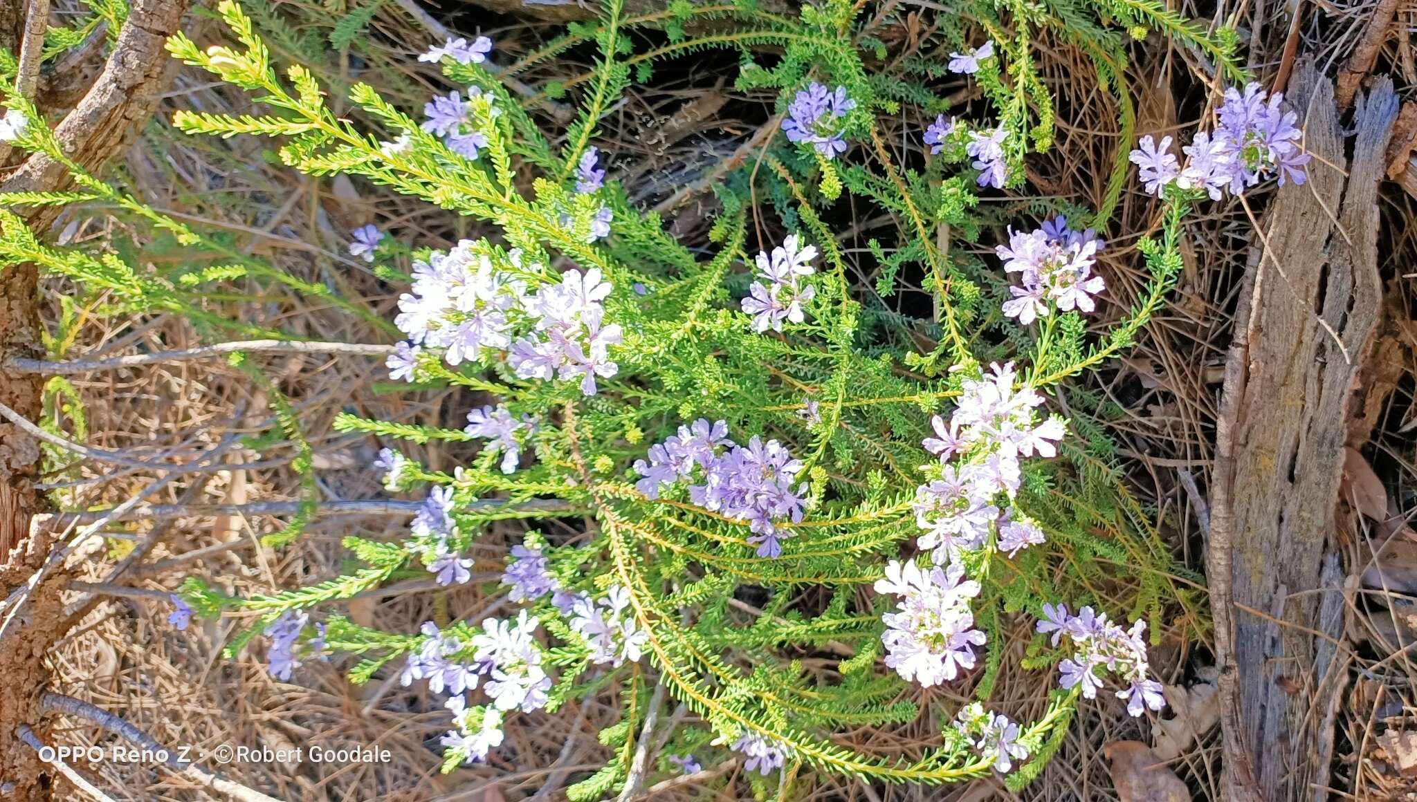 Image of Free-flowering Leschenaultia