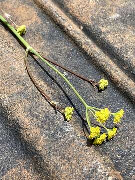 Image of Donnellsmithia juncea (Humb. & Bonpl. ex Spreng.) Mathias & Constance