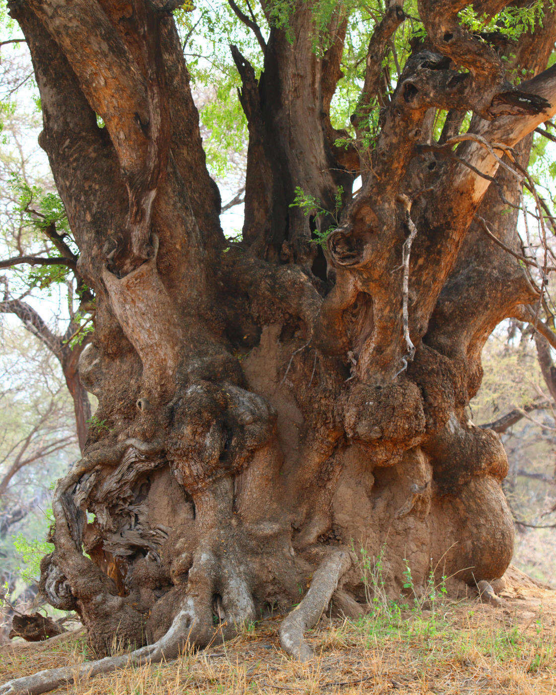 Sivun Xanthocercis kuva