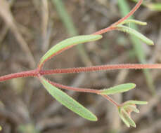 Image of Melanospermum foliosum (Benth.) O. M. Hilliard