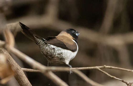 Image of Black-faced Munia