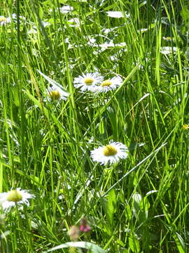 Image of large mountain fleabane