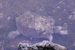 Image of Malaclemys terrapin centrata (Latreille 1802)