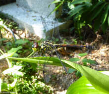 Image of Agrionoptera insignis (Rambur 1842)