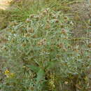 Image of Gnaphalium rossicum Kirp.