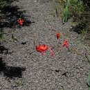 Plancia ëd Gladiolus saundersii Hook. fil.