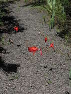 Imagem de Gladiolus saundersii Hook. fil.