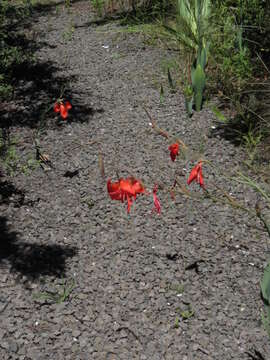 Image of Gladiolus saundersii Hook. fil.