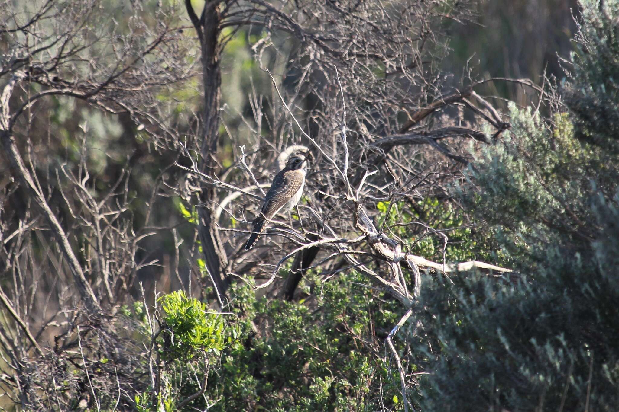 Image of Pallid Cuckoo