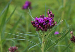 Image of prairie ironweed