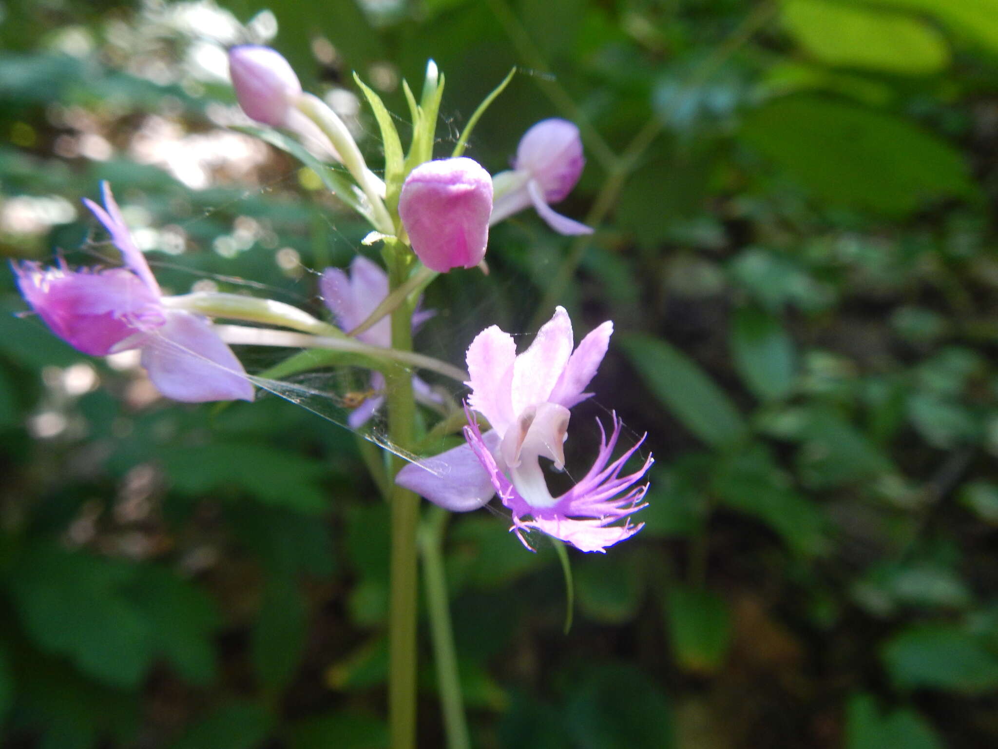 Image de Platanthera shriveri P. M. Br.