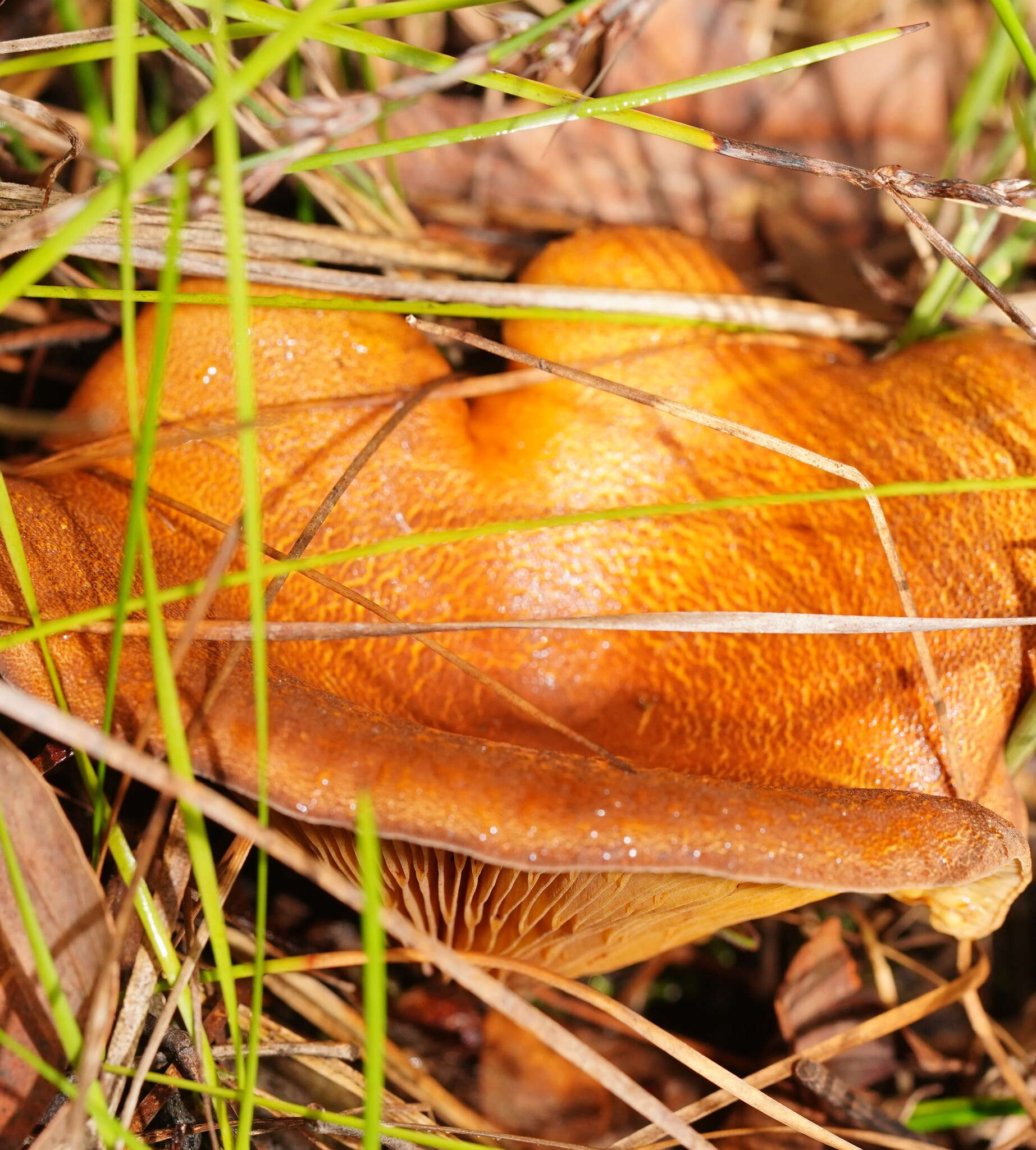 Plancia ëd Austropaxillus infundibuliformis (Cleland) Bresinsky & Jarosch 1999