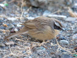 Image of Brown Accentor