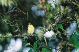 Image de Mésange de Taiwan