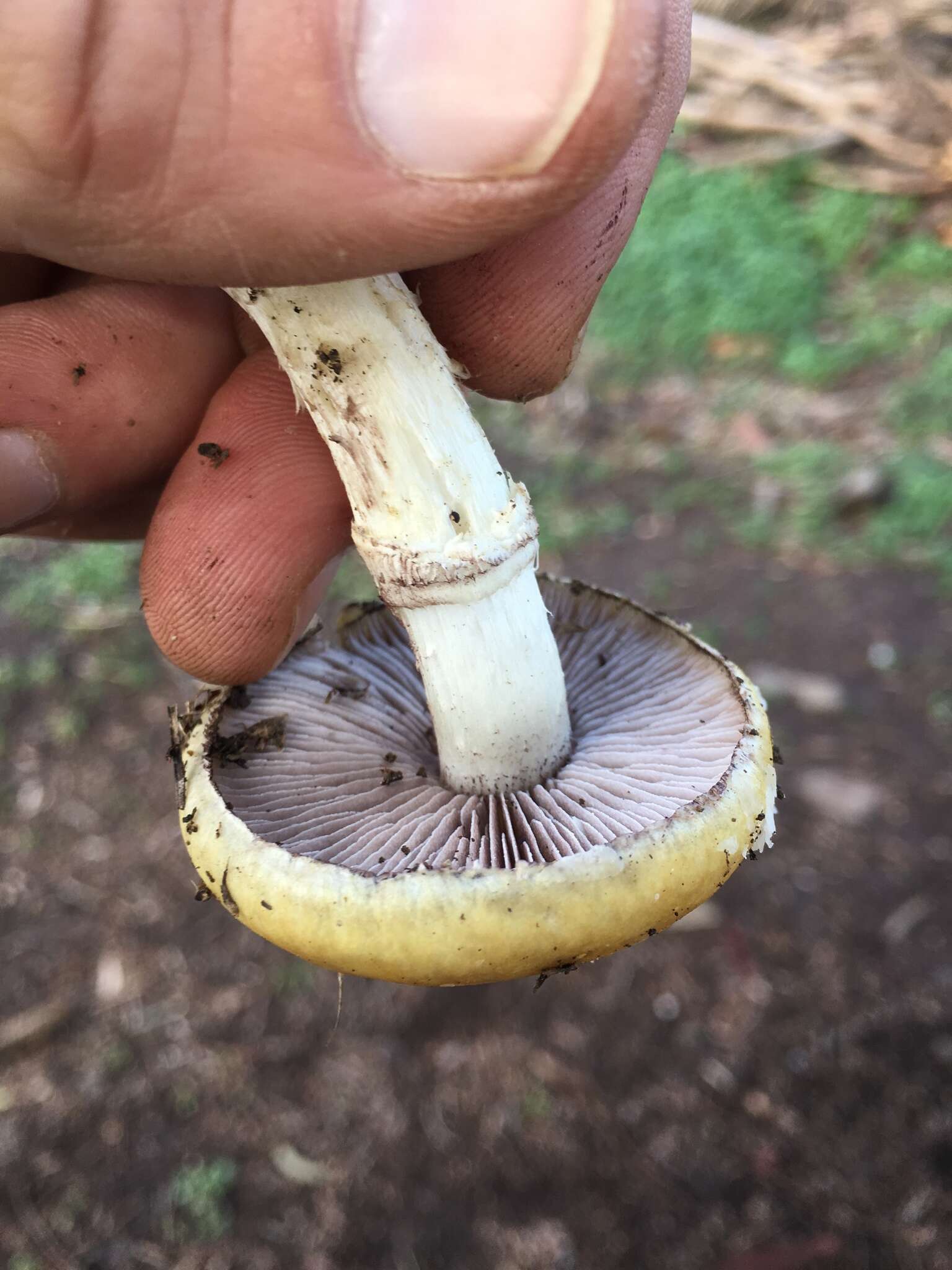 Image of Psilocybe coronilla (Bull.) Noordel. 1995