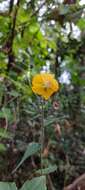 Imagem de Abutilon persicum (Burm. fil.) Merr.