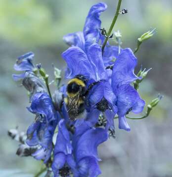 Image of Manchurian monkshood