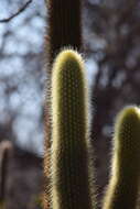 Image of <i>Pilosocereus <i>chrysostele</i></i> subsp. chrysostele