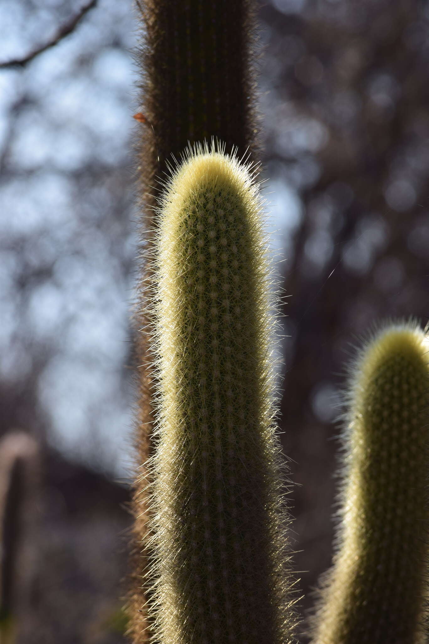 Image of <i>Pilosocereus <i>chrysostele</i></i> subsp. chrysostele